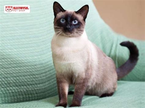 Mèo Xiêm Mèo Siamese Nguồn Gốc đặc điểm Và Giá Bán 2023
