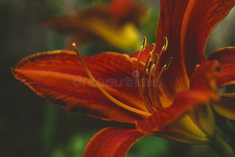 Red Tiger Lily Flower Closeup Stock Image Image Of Background Bloom