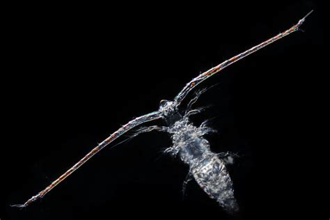 New Species Of Plankton Discovered Photo 21 Pictures Cbs News