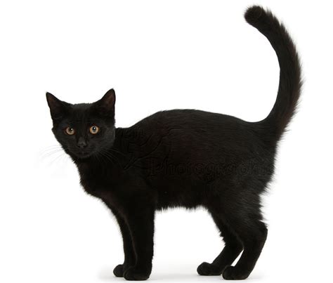 Black Cat Blank Template Imgflip