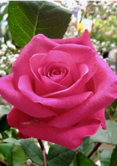 Most Beautiful Rose Flower Pictures Beautiful And Romantic Rose