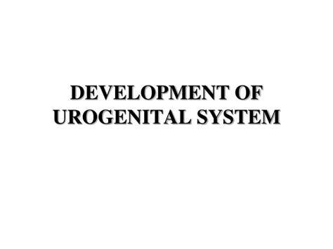 Ppt Development Of Urogenital System Powerpoint Presentation Free