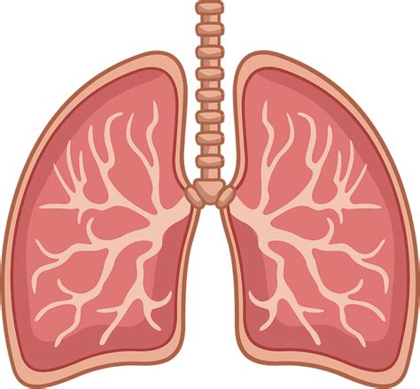 Free Anatomy Clipart Parts Of The Lungs Worksheet For Kids Hd Png