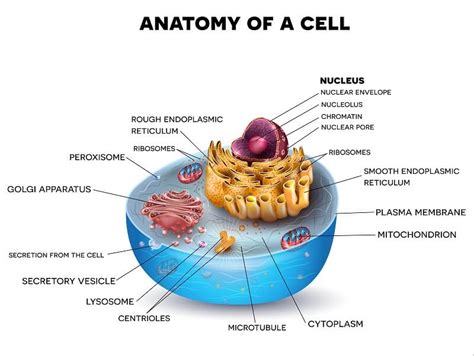 Eukaryotic Cell Structure And Function