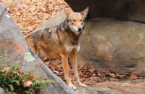 Red Wolf Description Habitat Image Diet And Interesting Facts