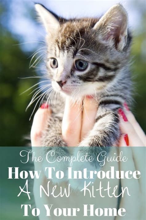 How To Introduce A New Kitten To Your Home Cat Having Kittens
