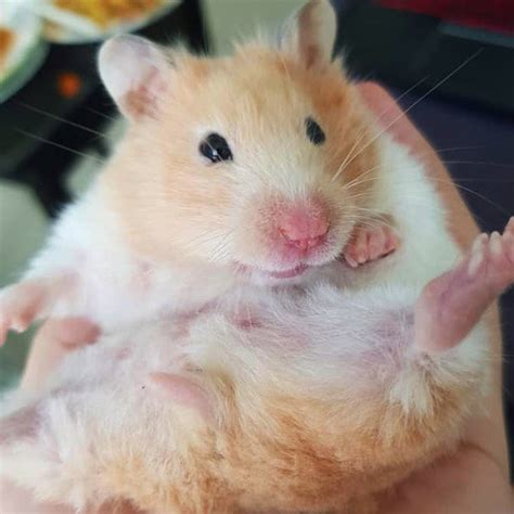 Syrian Golden Hamster Hamster Owners Pet 3 Years 4 Months Miss