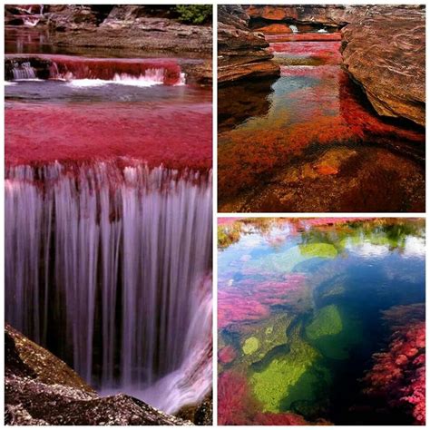 Cano Cristales Colombia Incredible Places Mother Nature World Images