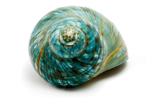 A Blue Seashell With A Swirl Design Stock Photo Download Image Now