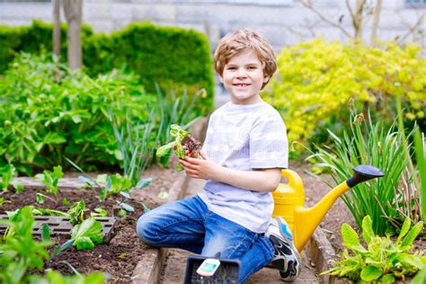 Cute Little Preschool Kid Boy Planting Green Salad Seedlings In Spring
