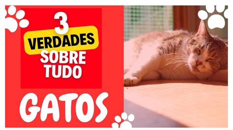 3 verdades sobre gatos youtube