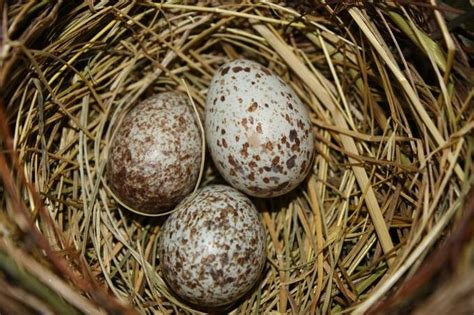 Cardinal Bird Eggs By Karenroberts