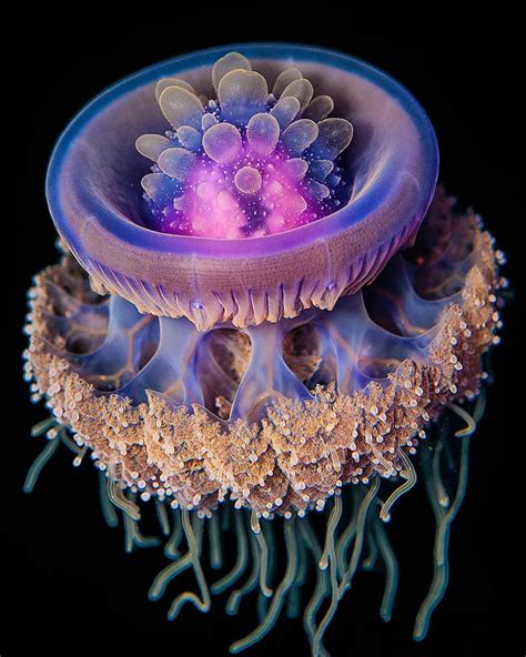 Crown Jellyfish Beautiful Sea Creatures Deep Sea Creatures Sea Animals