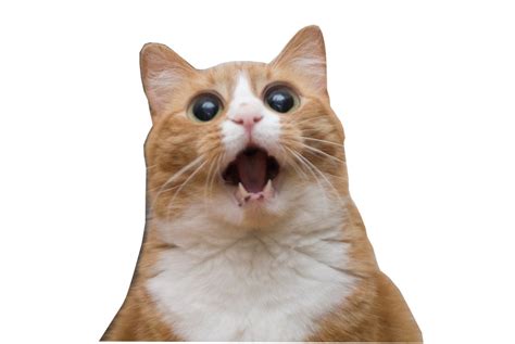 Imgur Screaming Cat Transparent Background 897x600 Download Hd