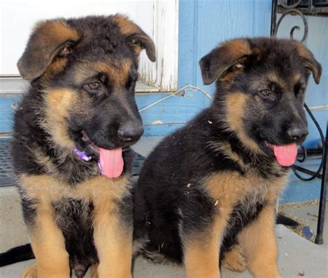 German Shepherd Puppies For Sale San Antonio Tx 203921