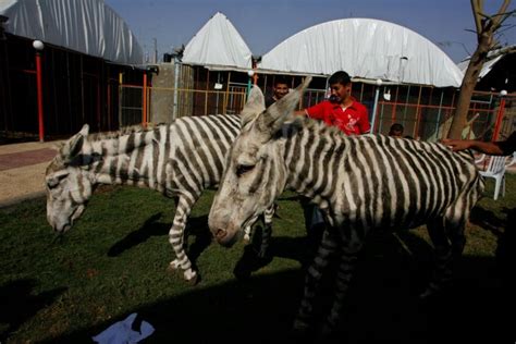 The Gaza Zoo Zebras All Photos