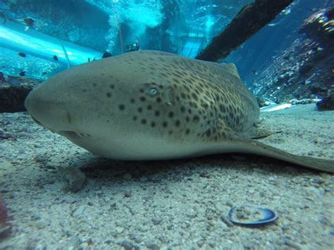 Leopard Shark Makes World First Switch From Sexual To Asexual Reproduction Sharks The Guardian