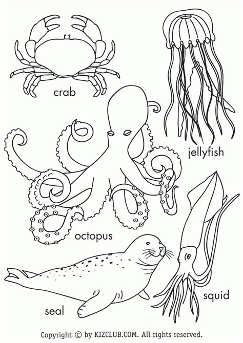 Ocean Animals Coloring Coloring Pages