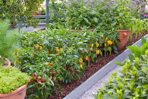 Rows Of Vegetables In Raised Beds In Upscale Backyard Herbs Fruit