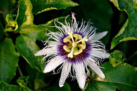 Passion Flowers Meaning Symbolism And Uses Growingvale