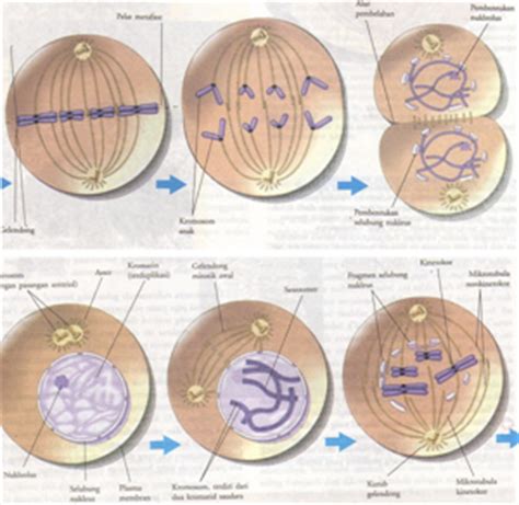 Keenam masa tahapan perkembangan manusia di atas secara alamiah akan dialami oleh setiap manusia. Pembelahan Sel : Amitosis, Mitosis dan Meiosis - DosenBiologi.com