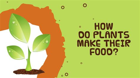 Photosynthesis How Do Plants Make Their Food Facts About Plants