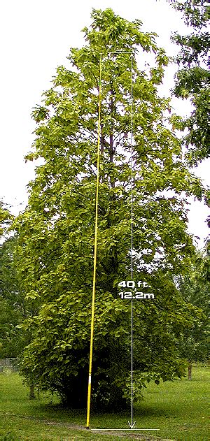 This extension pole last longer and is morethis extension pole last longer and is more durable than anything else on the market. TeleScoping Poles