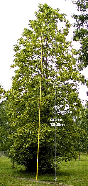 A varying unit of length especially : TeleScoping Poles