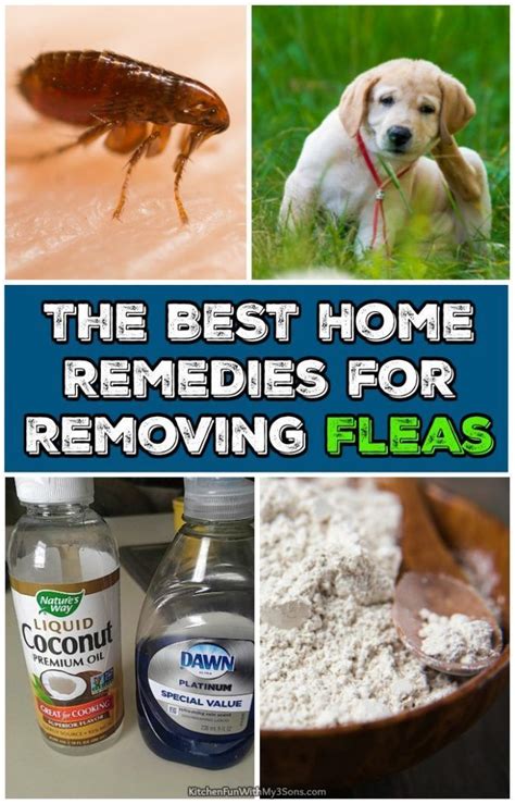 Best Way To Rid Your Dog Of Fleas Wholesale Cheap Save 57 Idiomas