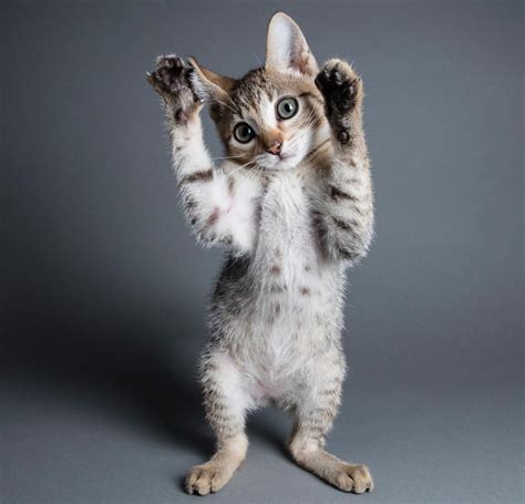 Okay, so we've had indoor cats all my life, and we've always had them declawed. Declawing Banned in Another Canadian Province - Great ...