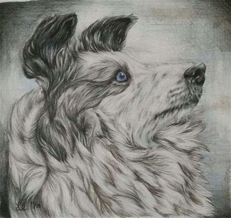 Lassie By Drawingmaster1 On Deviantart