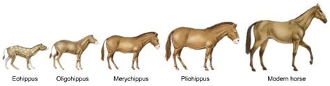 Evolution Of Horses ♥ How Did The Physical Apperance Of Horses Change