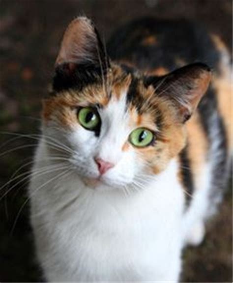 Calico Cat Breed Name Terisa Lind