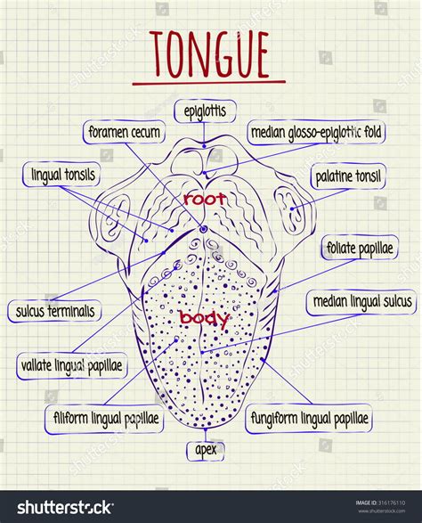 Vektor Stok Vector Diagram Anatomy Human Tongue Tanpa Royalti
