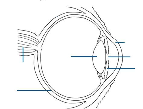 Anatomy Eye Diagram To Label Eye Anatomy Eye Anatomy Diagram Anatomy