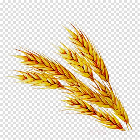 Wheat clipart jpeg, Wheat jpeg Transparent FREE for download on png image