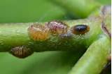 Images of Scale Insect Control