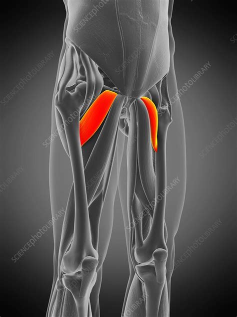 Pectineus Muscle Illustration Stock Image F0294834 Science