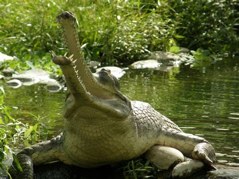 Animals Unique Gharial A Large Reptile