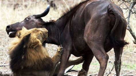 The Mother Buffalo Uses Great Tricks To Teach The Lion Because She