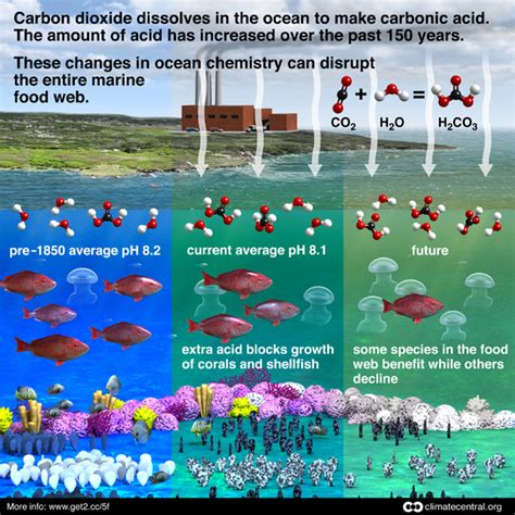 Ocean Acidification Process Climate Central