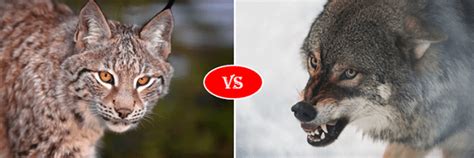 Lynx Vs Wolf Fight Comparison Who Will Win