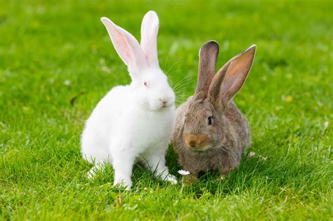 How To Bond With Your Rabbits The Healthy Pet Club