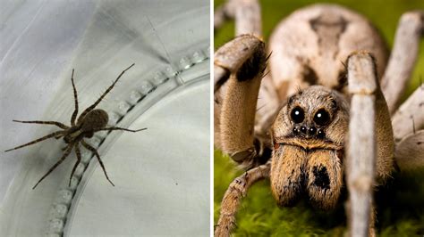 Grass Spider Vs Wolf Spider Best 10 Main Differences Explained