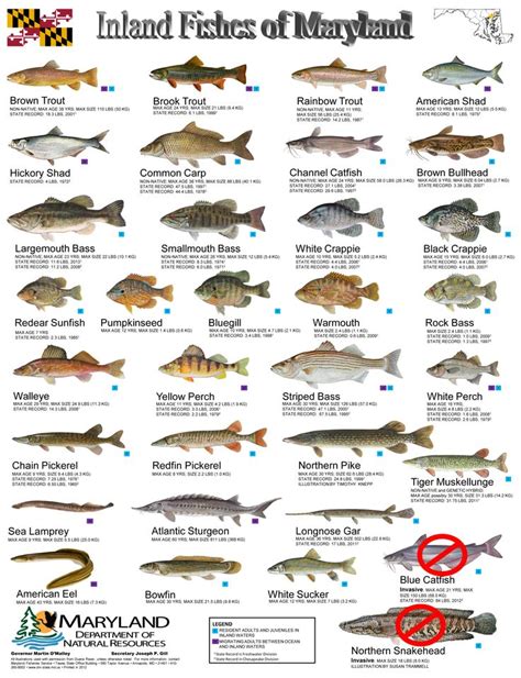 Common Freshwater Fish Identification Inland Fishes Of Md Fishing Id