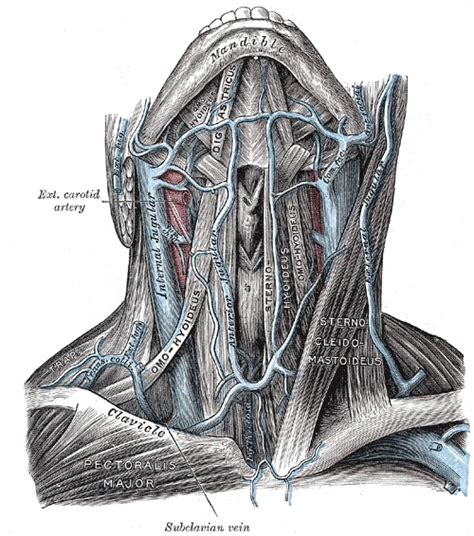 3 write short notes on: Anterior jugular vein - Wikipedia