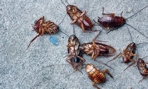 When it comes to pest control, commercial pest control and termite control, no one compares to security pest control of citrus. Roaches | Baits | Sprays | Eradicate | Ocala, FL