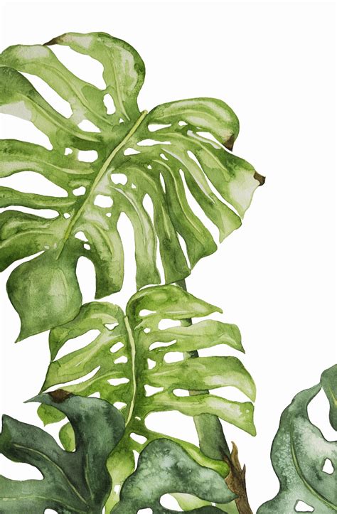 One Of My First Full Watercolors Monstera Deliciosa Ireddit