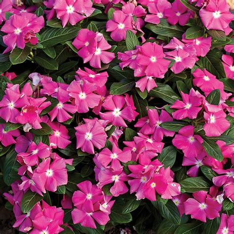 Proven Winners Cora Pink Vinca Catharanthus Live Plant Bright Pink