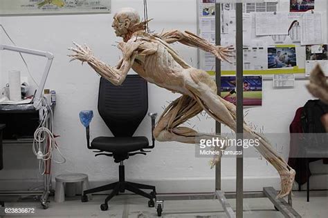 Plastinated Human Body Foto E Immagini Stock Getty Images